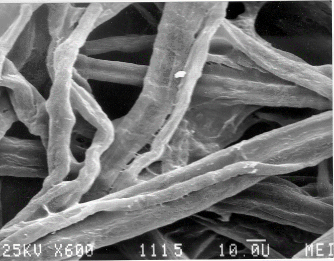 Fibras de celulosa hidrofílicas